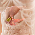 Гиперфункция поджелудочной железы: причины, симптомы и лечение
