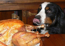 Собака норовит съесть курицу