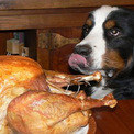 Собака норовит съесть курицу