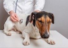 Лечение панкреатита у собак