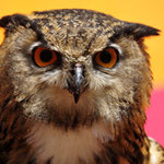 Default owls birds eyes glance 455960